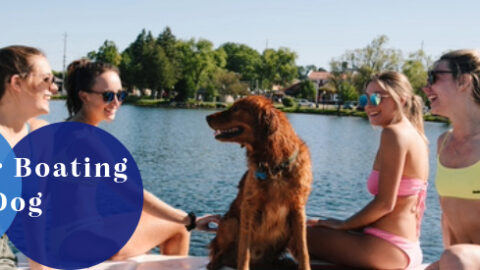 tips for boating with a dog